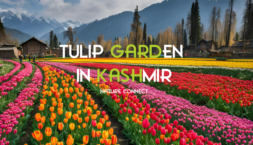 The beauty of Tulip garden in Kashmir