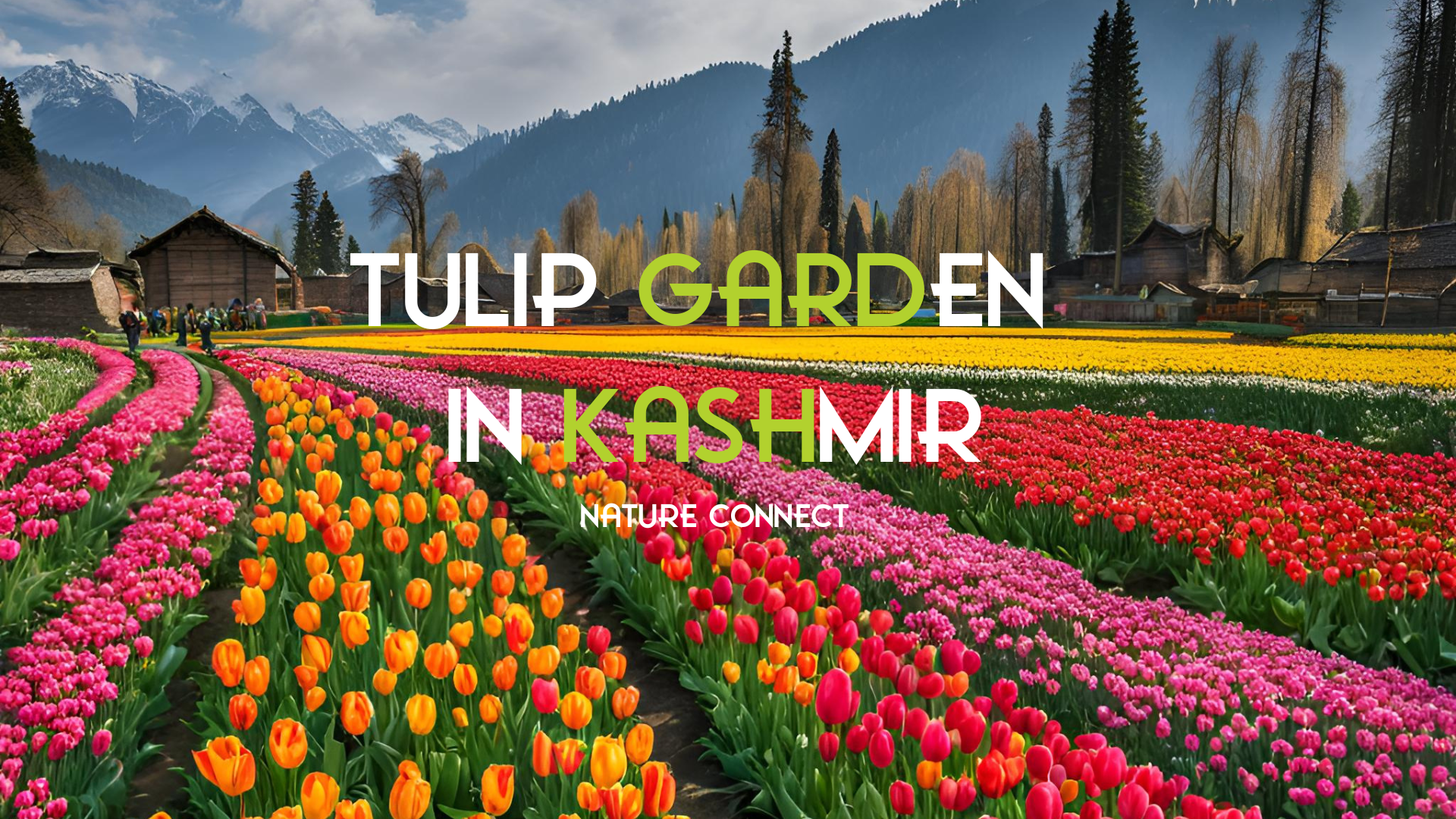 The beauty of Tulip garden in Kashmir