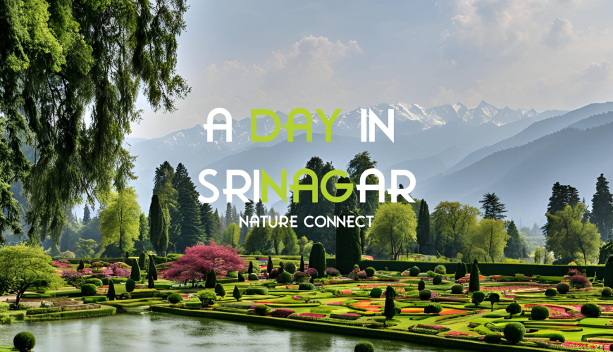 A Day in Srinagar: What to See and Do