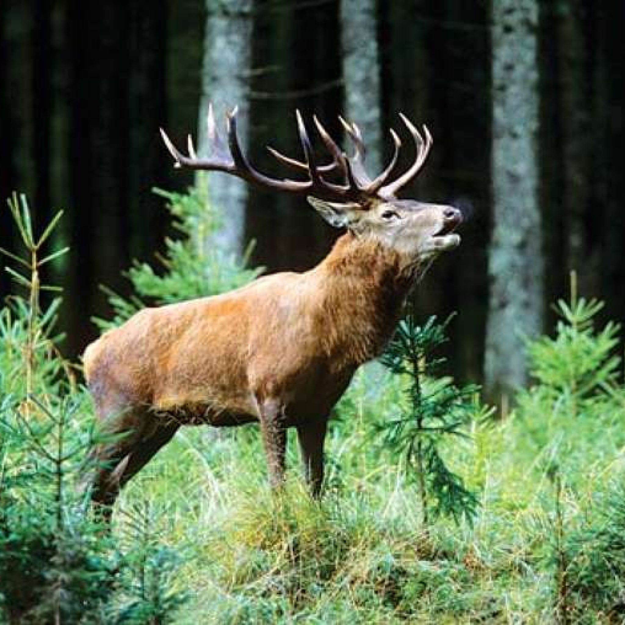 Dachigam National Park