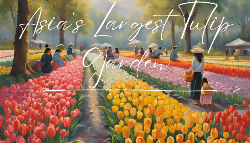 Asia's Largest Tulip Garden 32 tulip garden