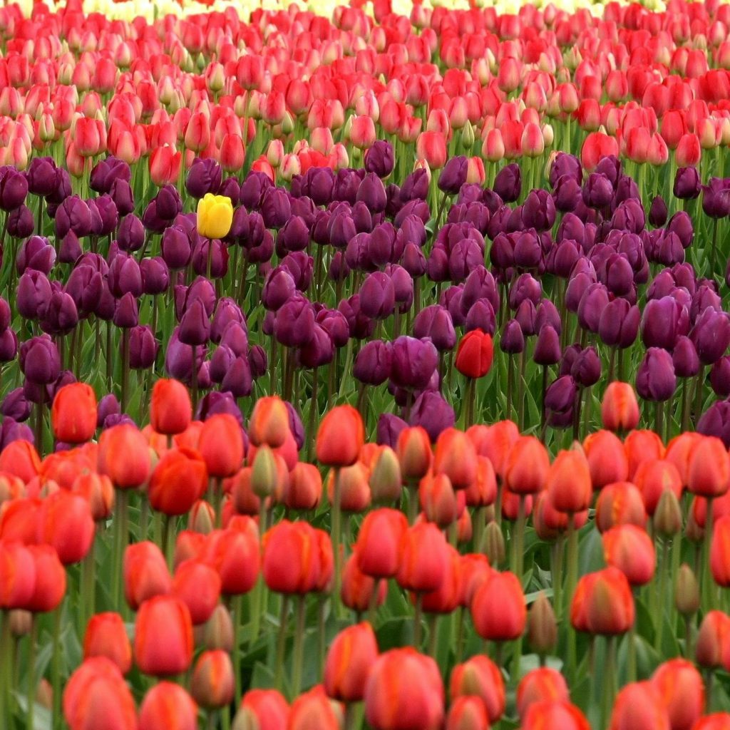 Asia's Largest Tulip Garden