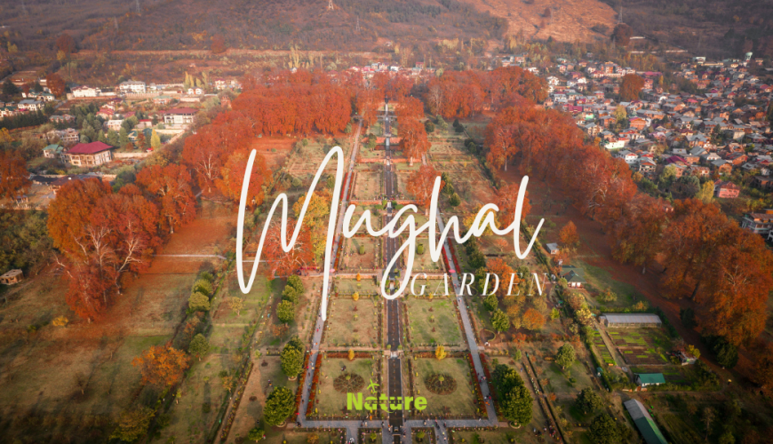 Top Mughal Gardens Kashmir You Must Visit on Your Trip 70 Mughal Garden