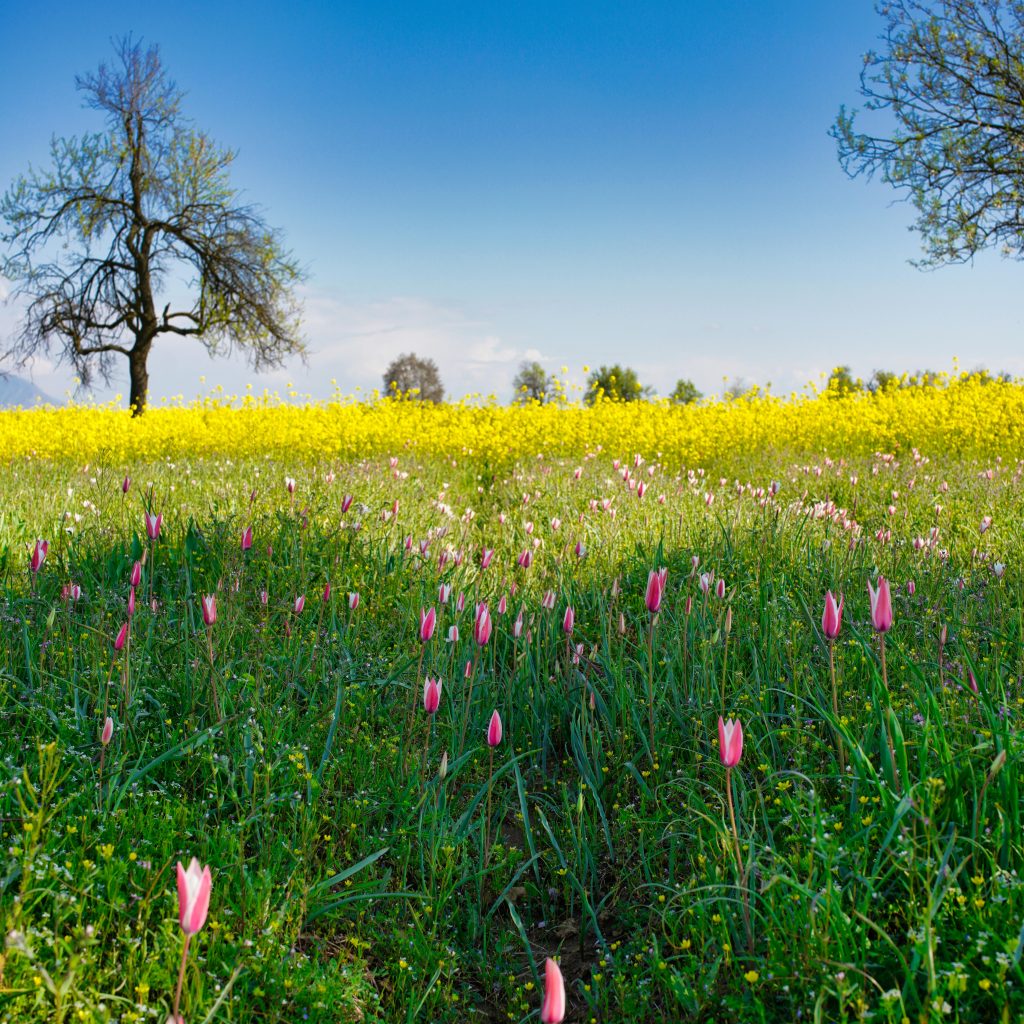 Kashmir in June