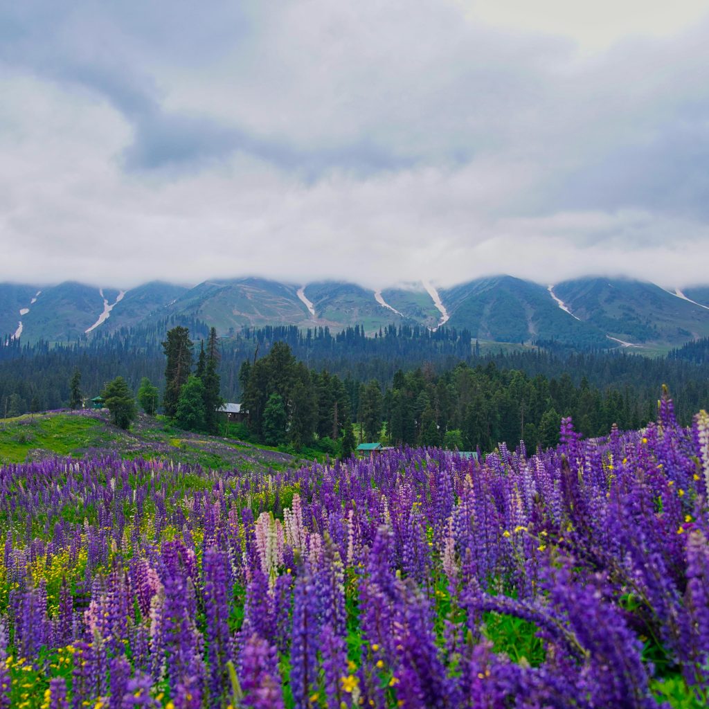 Kashmir in June