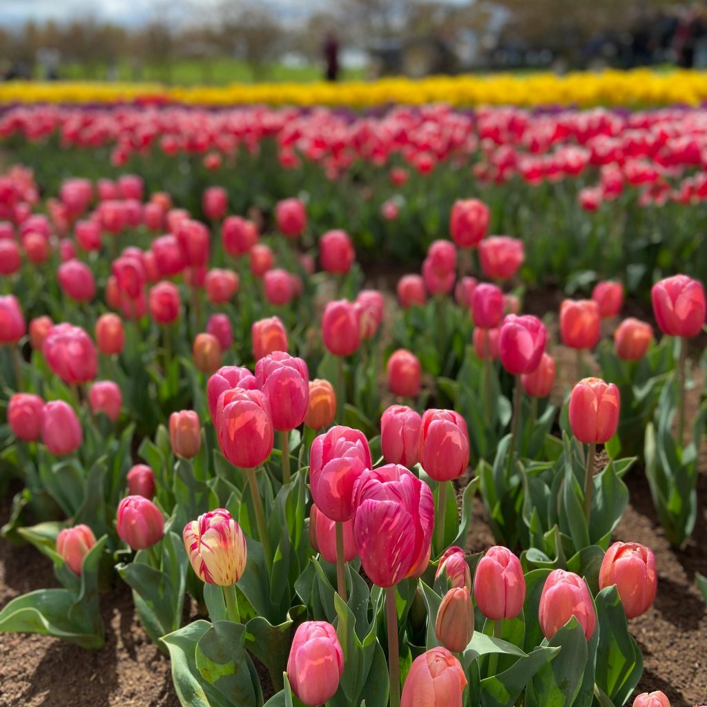 Tulip Garden