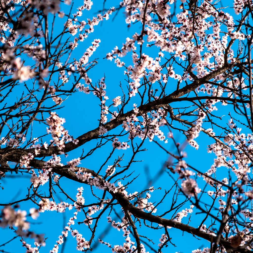 Kashmir in May