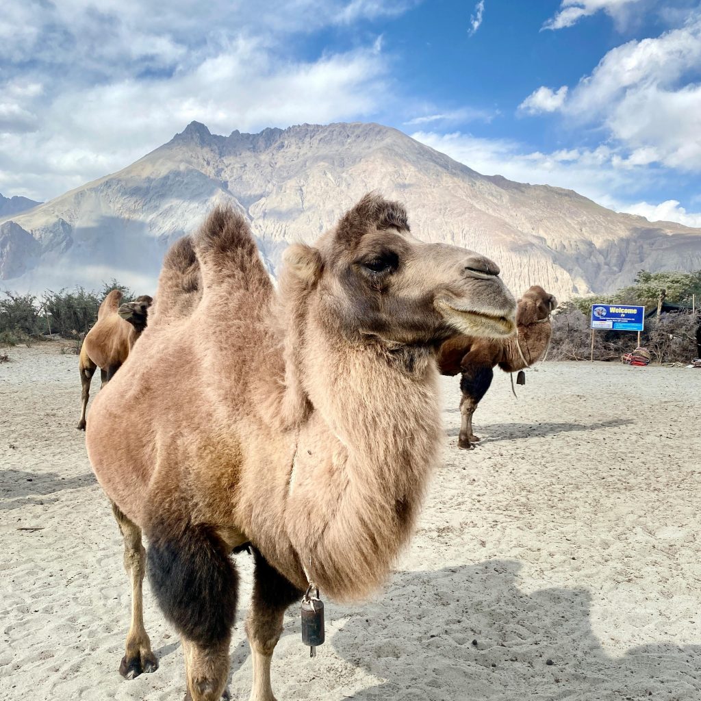 nubra valley