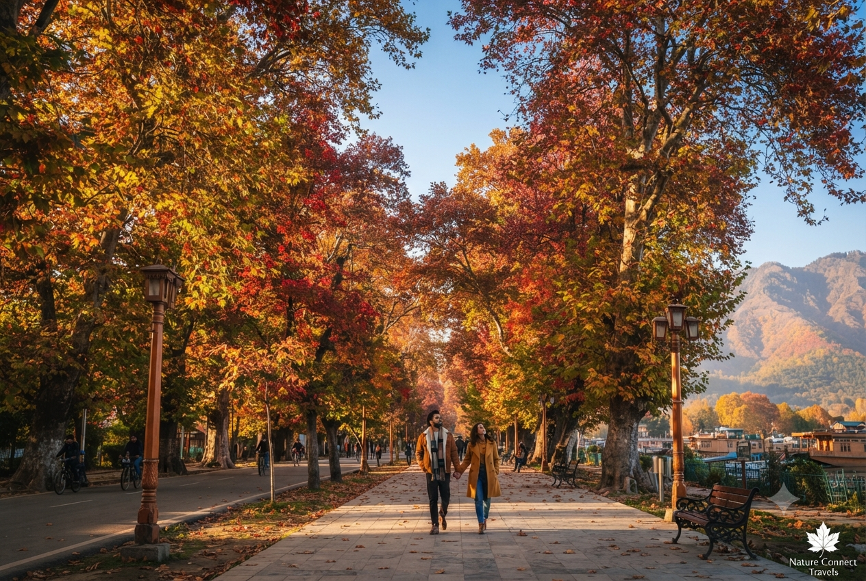 Kashmir off season tour packages 2026 - autumn Chinar trees in Srinagar