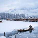 Kashmir winter tour by Nature Connect Travels showing snow-covered Dal Lake houseboats and Shikara